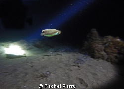 On a night dive last night with Manta Diving Lanzarote, w... by Rachel Parry 